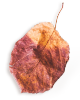 https://californiaweddingphotos.com/wp-content/uploads/2020/11/small_leaf_01.png