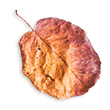 https://californiaweddingphotos.com/wp-content/uploads/2020/11/small_leaf_02.png