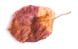 https://californiaweddingphotos.com/wp-content/uploads/2020/11/small_leaf_03.png