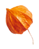 https://californiaweddingphotos.com/wp-content/uploads/2020/11/small_leaf_04.png
