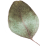 https://californiaweddingphotos.com/wp-content/uploads/2020/12/separate_leaf.png