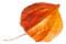 https://californiaweddingphotos.com/wp-content/uploads/2020/12/small_leaf_05.png